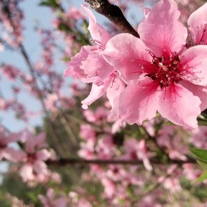 WAV文件_叹花惜_43249895480918531_1757139084039