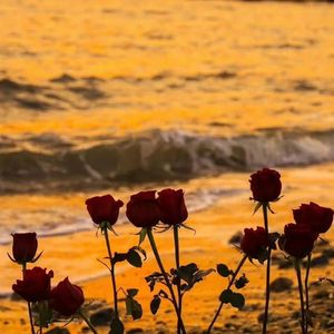 落日余晖（Prod.Smile Yan）