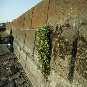 君は君のままでいるべきさ