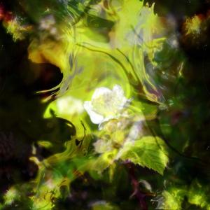 Grave Of (prox.Bleep Remix)