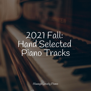 Swimming With Dolphins