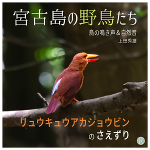 宮古島の野鳥たち リュウキュウアカショウビンのさえずり 鳥の鳴き声＆自然音