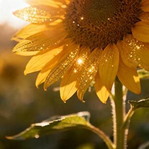 Grow Toward The Light