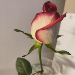 晚风（翻唱）。