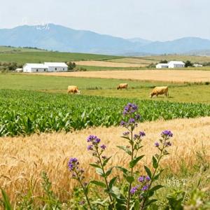 自导自演 (Cover 吕口口)