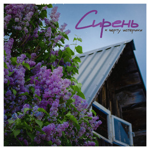Сирень