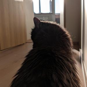 Кубо-Кошка