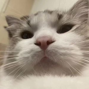 女神不说话（feat.嘻研社Rad）（cover.Dewen和拖鞋）