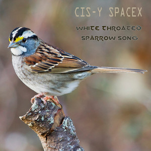 White Throated Sparrow Song