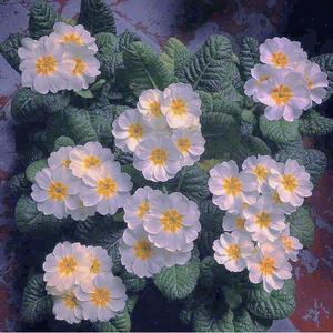 心痛比快乐更真实