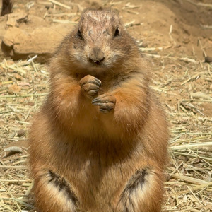 衣川の残響 貞任に捧ぐ