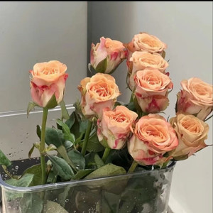 先说爱的人为什么先离开 田园