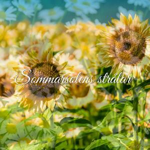 Sommarsolens strålar