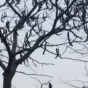 烟花易冷（Cover 周杰伦）