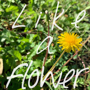 Like a flower