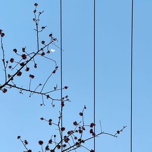 戒不掉-covre煎蛋计划