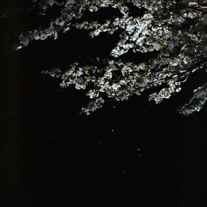 月影 ～  Moonlit Vow