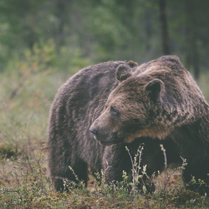 Odessa (Retrospective)