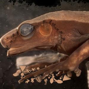 Mantella Skin Sugars