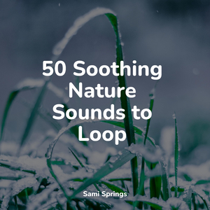 Forest Sounds (Birds)