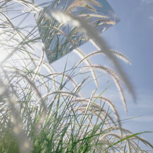 여름으로 기억되다