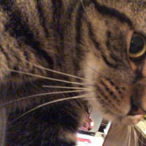 Geekin (Vonn+ Remix)