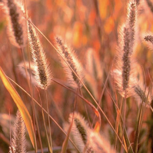 Lo, How a Rose E’er Blooming