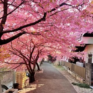 等樱花盛开时 你还会在吗