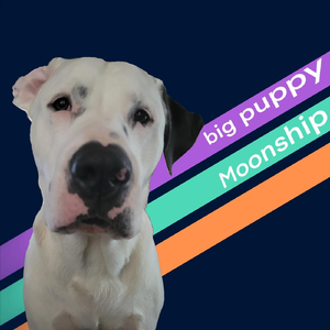 Big Puppy