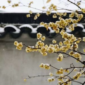 风雪依稀秋白发尾