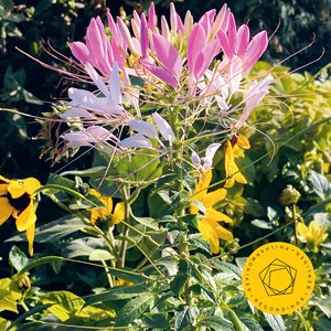 Symphony No. 8 in C Minor, Op. 65: II. Allegretto