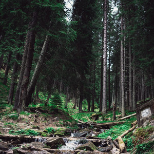 Swaniawski Roads Bau