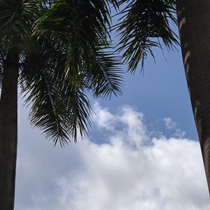 死在盛夏
