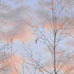 淤泥里的花 (0.9x版)