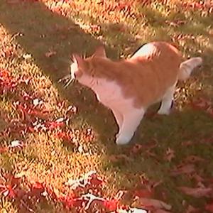 Everything was golden