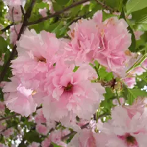 樱花正盛