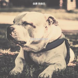 优美孤独的狗器乐