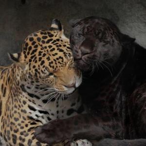 EXP BOOSTER - obtener resultados completos e inmediatos X1