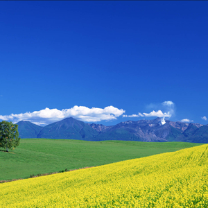 枫叶飘落的思念-整曲