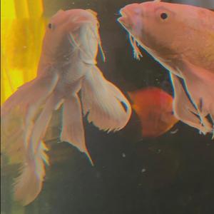 小树树（Cover：低苦艾）