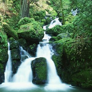 葡萄何时先熟透