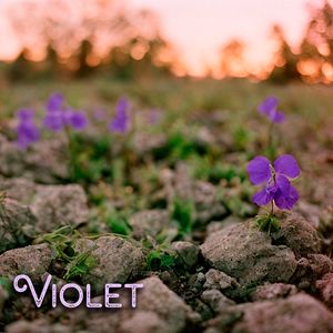 Violet