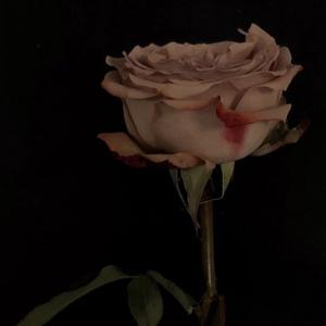 虚伪 prod.by.tired