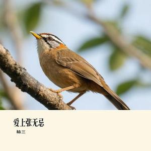 爱上张无忌(Cover 毛阿敏)