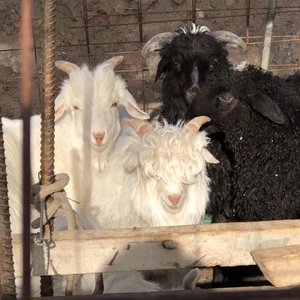 大家一起喜羊羊