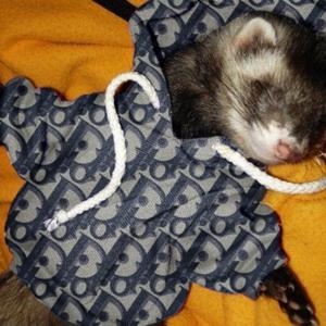 ferret