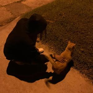 I <3 My Kitties