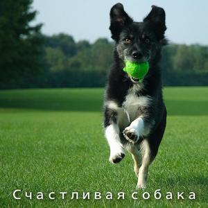 Терапия фортепианной музыкой для собак