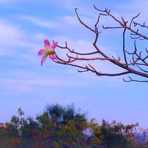 Anlamsız His (Demo)