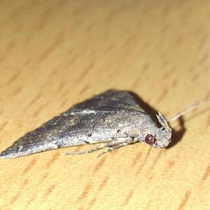 现在只想好好补眠梦见大海